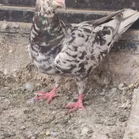 کبوتر سرور پلاکی