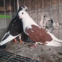کبوتررنگی|پرنده|مسجد سلیمان, |دیوار