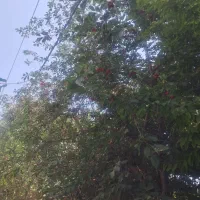 شراکت در میدان میوه تربار|مشارکت در ساخت املاک|تهران, میدان میوه و تره‌بار مرکزی|دیوار
