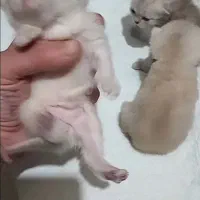 توله های اصیل سیلور