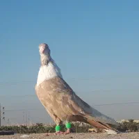 کبوتر|پرنده|کارون, |دیوار