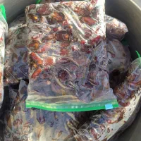 خرمای استعمران تازه مهرماه سالم،بهداشتی،دست‌چین|خوردنی و آشامیدنی|اهواز, زرگان|دیوار