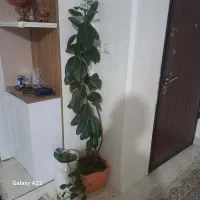 گل فیکوس با گلدون