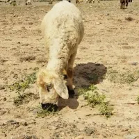 میش|حیوانات مزرعه|جیرفت, |دیوار