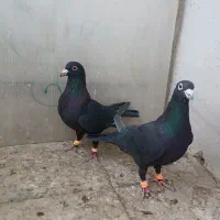 نروماده جفتگاه|پرنده|تربت‌حیدریه, ۴۵ متری|دیوار