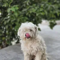 سگ خانگی نژاد شیتزو نر