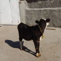 گوساله ماده|حیوانات مزرعه|بیلوار, |دیوار