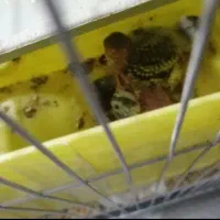 مرغ عشق و عروس هلندی|پرنده|مشهد, اروند|دیوار