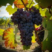 نهال انگور ردگلوب مناسب باغداران حرفه‌ای