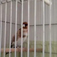 سهره جوجه‌قفس جفتی