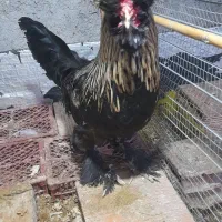 ۵عددخورس زینتی امپراتوری