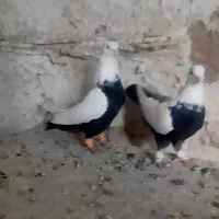 کبوتر چتن کله سینه کبوتر دمسفید رنگه والمانی