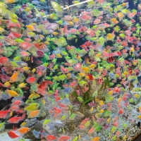 کالر 30 تا بخر 60 تا ببر|ماهی|مشهد, دوست آباد|دیوار