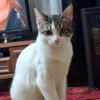 فوری فوری واگذاری