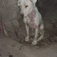 سگ سرابی ماده