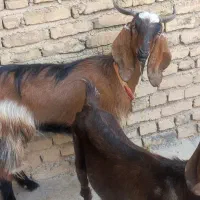 چپش ماده بز بزغاله گوسفند