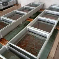بچه ماهی قزل الا