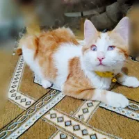 گربه DSHماده سفید و خوشگل فروش فوری|گربه|شاهینشهر, شهرک میلاد|دیوار