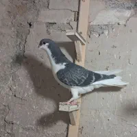 کفتر هفترنگ دم سفید شازده کاکلی پولکی طوقی صید|پرنده|مشهد, موسوی قوچانی|دیوار