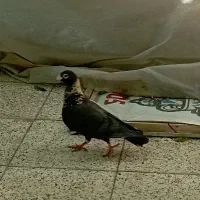 یه کلاغ نر پرشی با ماده سبز