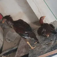 مرغ و خروس لاری|حیوانات مزرعه|بومهن, |دیوار