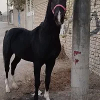 اسب نریان مشکی ۴نشون