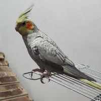 عروس هلندی گم شده محدوده یافت آبادجنوبی