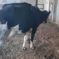 گاو وگوساله