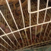 عروس هلندی|پرنده|گلستان (تهران), |دیوار