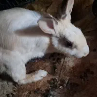 خرگوش|موش و خرگوش|کرمانشاه, |دیوار