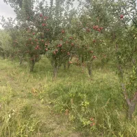 سیب درختی