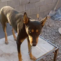 سگ دوبرمن|سگ|شیراز, سعدیه شمالی|دیوار