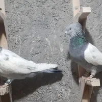 چندعدد سینه نروماده