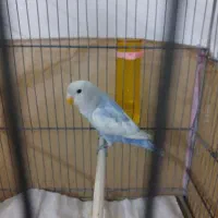 جفت مولد مرغ عشق و طوطی برزیلی