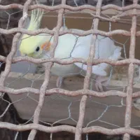 عروس هلندی ماده