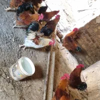 جوجه گلین خروس محلی