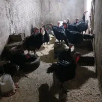 بوقلمون چهار ماهه|حیوانات مزرعه|همدان, |دیوار