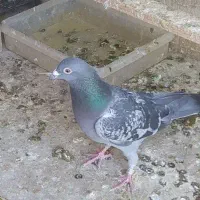 کبونر مسافتی