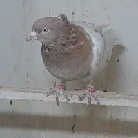 فروش رنگه
