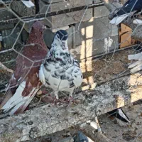 کبوتر یال|پرنده|شهرضا, |دیوار