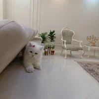 گربه پرشین اسکاتیش ماده