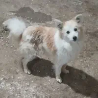 جک سگ پاکوتاه
