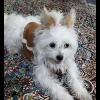 مالتیز|سگ|کرمانشاه, |دیوار