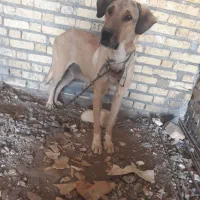 سگ پژدر|سگ|گهواره, |دیوار