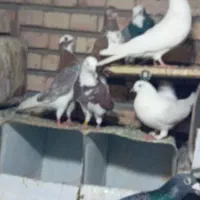 کبوتر رفته یکشنبه