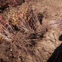 نهال های اصلاح شده با لیبل|خدمات باغبانی و درختکاری|قم, زنبیل آباد|دیوار