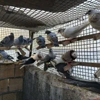 کفتر بوم پرشی|پرنده|مشهد, نوید|دیوار