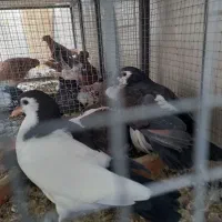 کبوتر رنگی ودورگ|پرنده|خمینیشهر, |دیوار