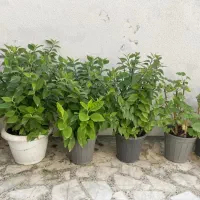 گلهای زیبا|گل و گیاه طبیعی|رشت, دیلمان|دیوار