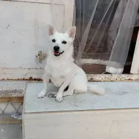 سگ اشپیتز|سگ|یزد, |دیوار